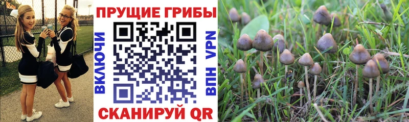 Купить закладки  Городище  Галлюциногенные грибы мицелий 